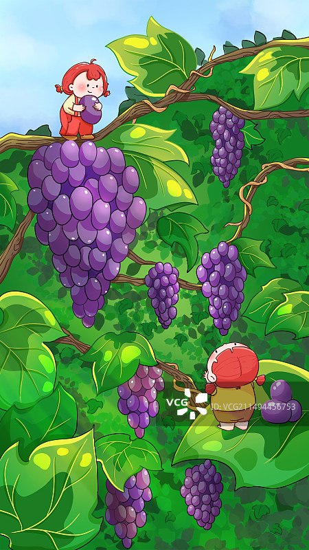 夏天葡萄园的采摘插画图片素材