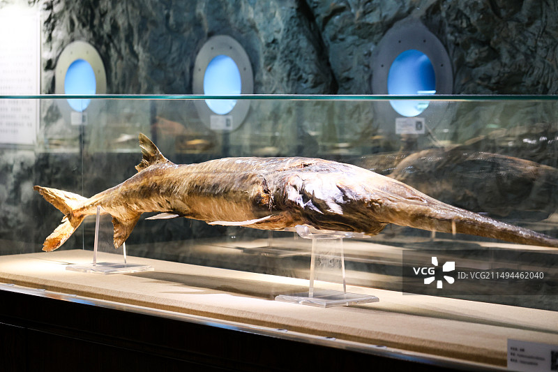 中科院水生生物博物馆标本白鲟图片素材