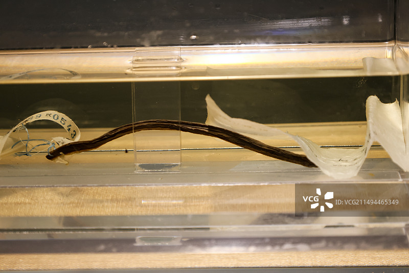 中科院水生生物博物馆标本东亚叉牙七鳃鳗图片素材