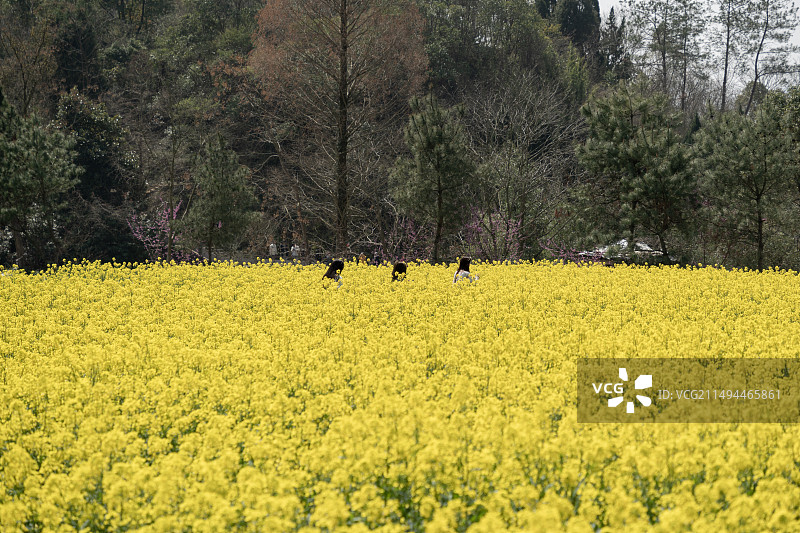 天台县国清寺的油菜花田图片素材