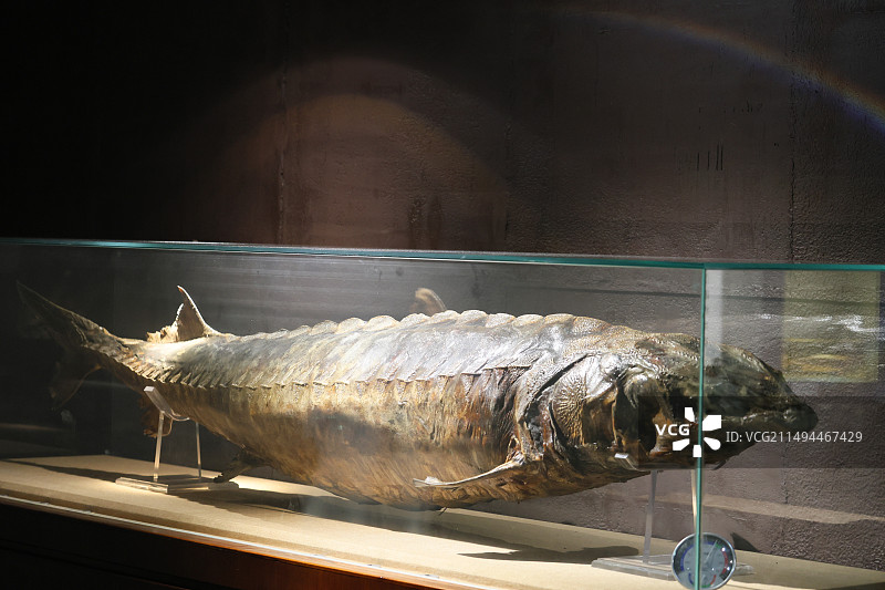 中科院水生生物博物馆标本胭脂鱼矛尾鱼白鱀豚中华鲟江豚图片素材