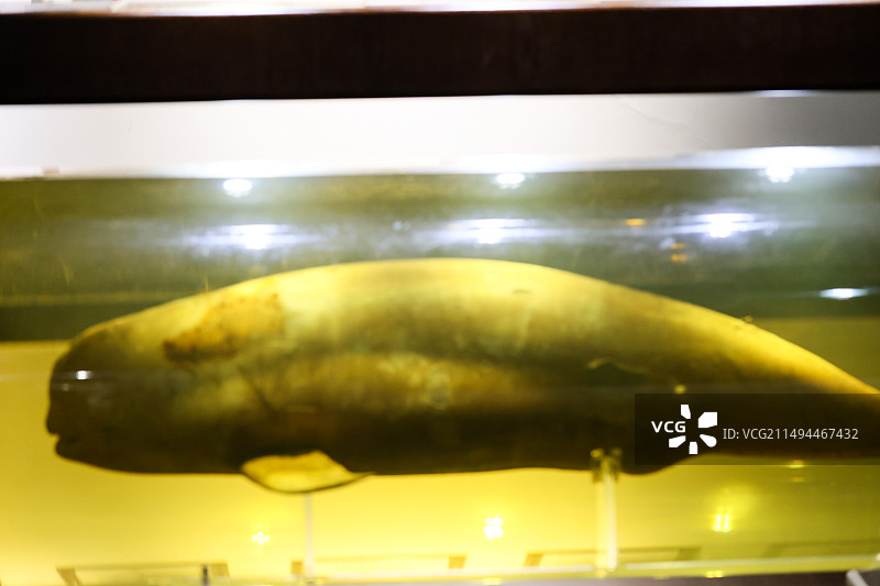 中科院水生生物博物馆标本胭脂鱼矛尾鱼白鱀豚中华鲟江豚图片素材