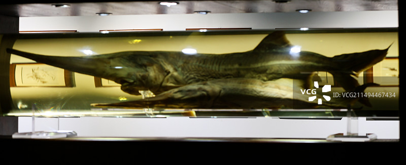 中科院水生生物博物馆标本胭脂鱼矛尾鱼白鱀豚中华鲟江豚图片素材