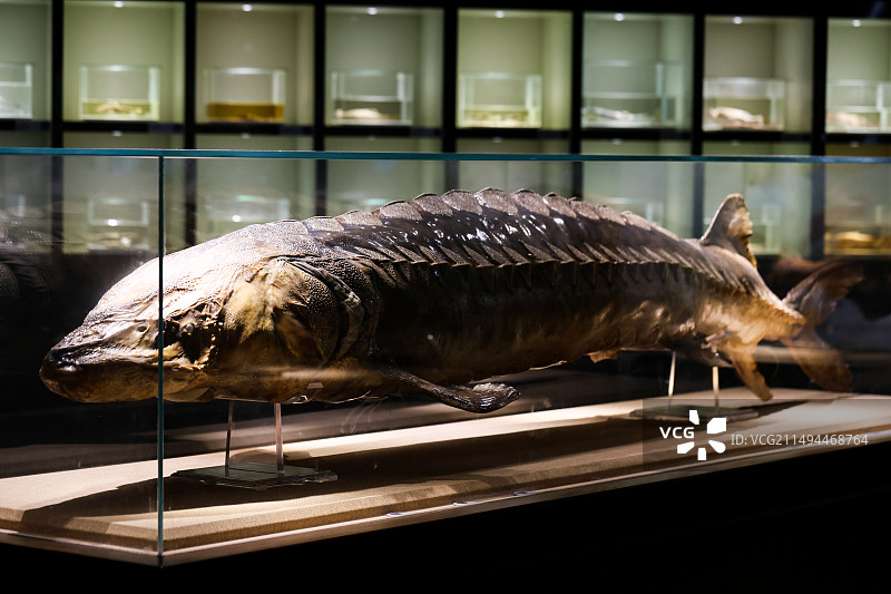 中科院水生生物博物馆标本中华鲟标本图片素材