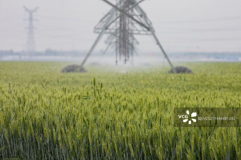 立夏节气麦田浇地 北方桁架式喷灌机浇灌小麦图片素材