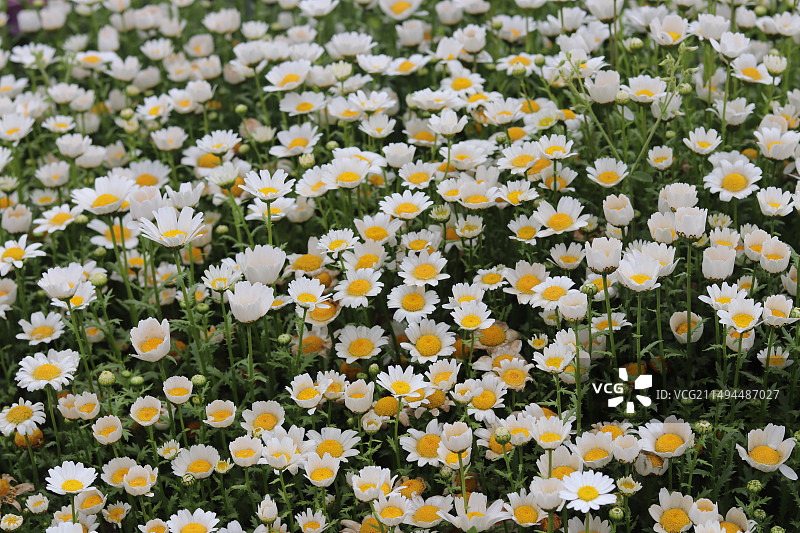 小雏菊图片素材