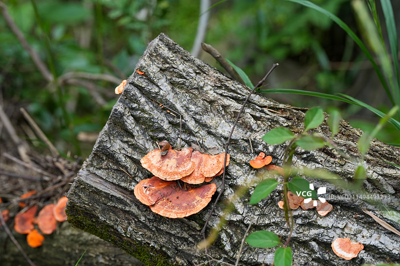 婺源山里的木耳图片素材