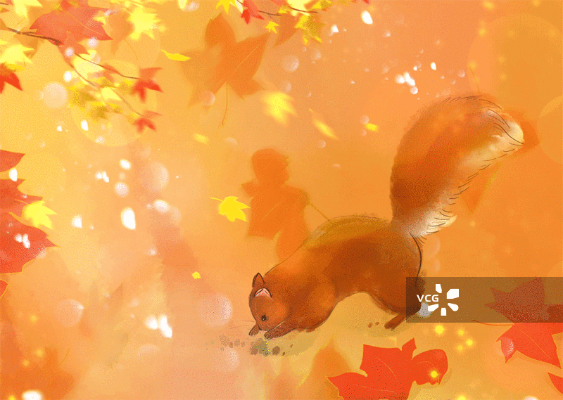 松树，秋天，枫叶图片素材