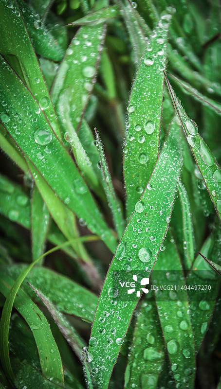 渔山岛海边的野花野草图片素材