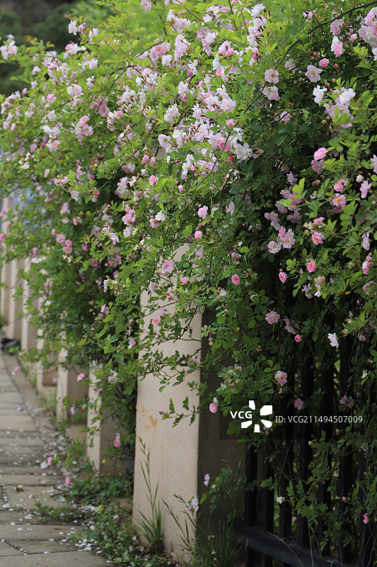 墙角边的粉色蔷薇花图片素材