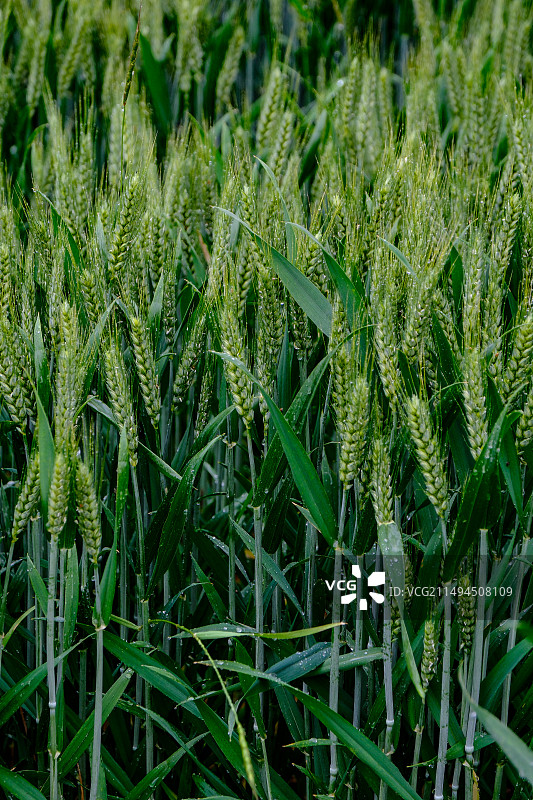 雨中的绿色麦穗图片素材