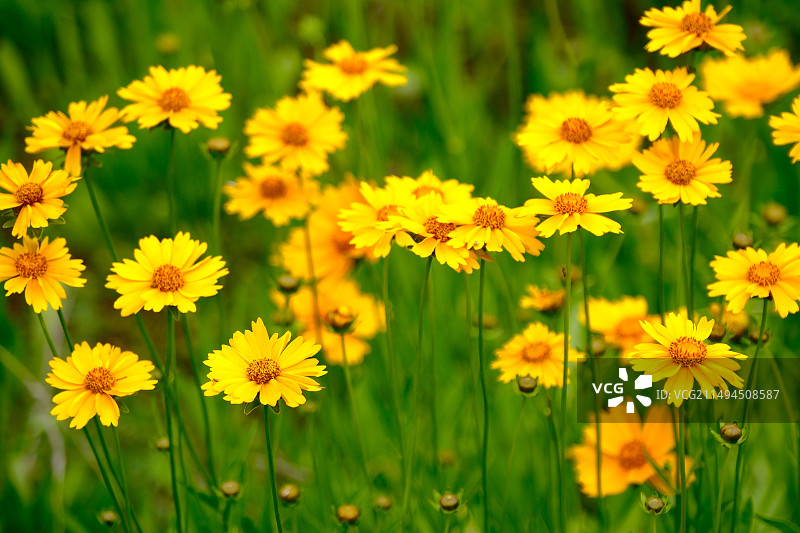 西安灞河沿岸盛开的金鸡菊花海图片素材
