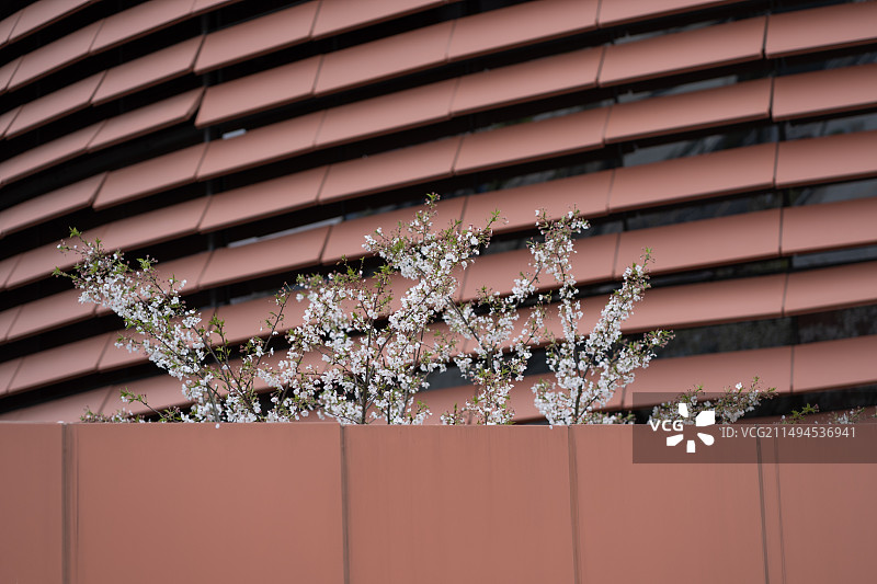 墙里盛开的樱花图片素材