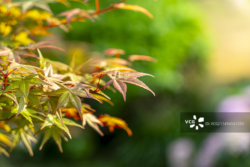 春天清晨的温暖阳光撒在红色枫叶上柔美迷人图片素材