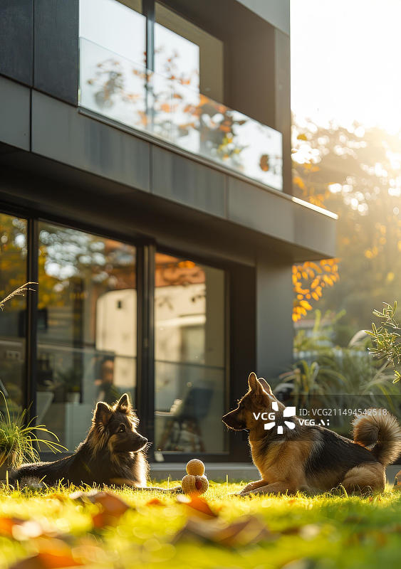 【AI数字艺术】两只德国牧羊犬躺在现代住宅前的草地上图片素材