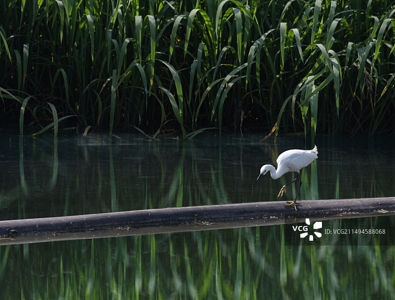 一只野生鸟类在河边觅食图片素材