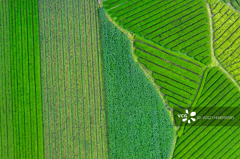 无人的茶园风光图片素材