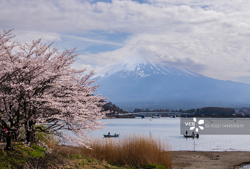 日本河口湖樱花盛开下不同角度下的富士山图片素材