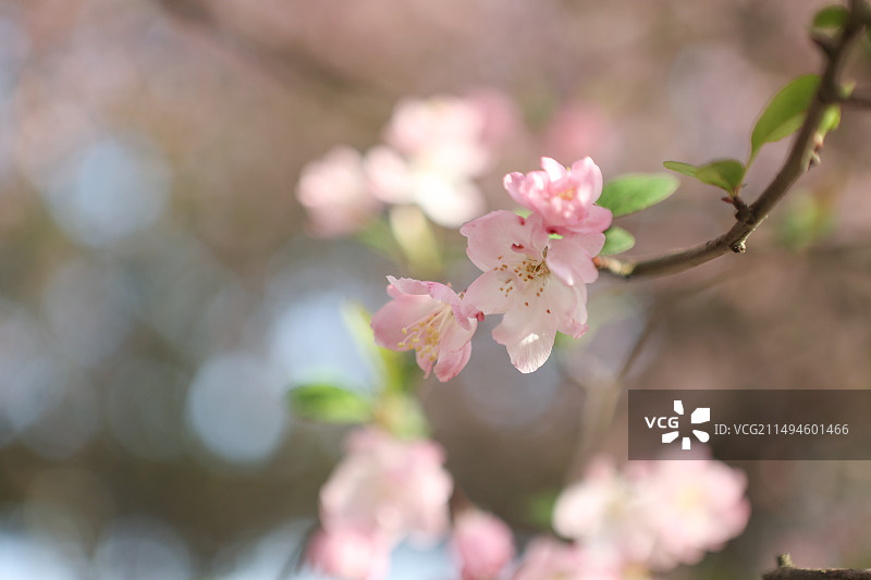 沙湾公园海棠盛开图片素材