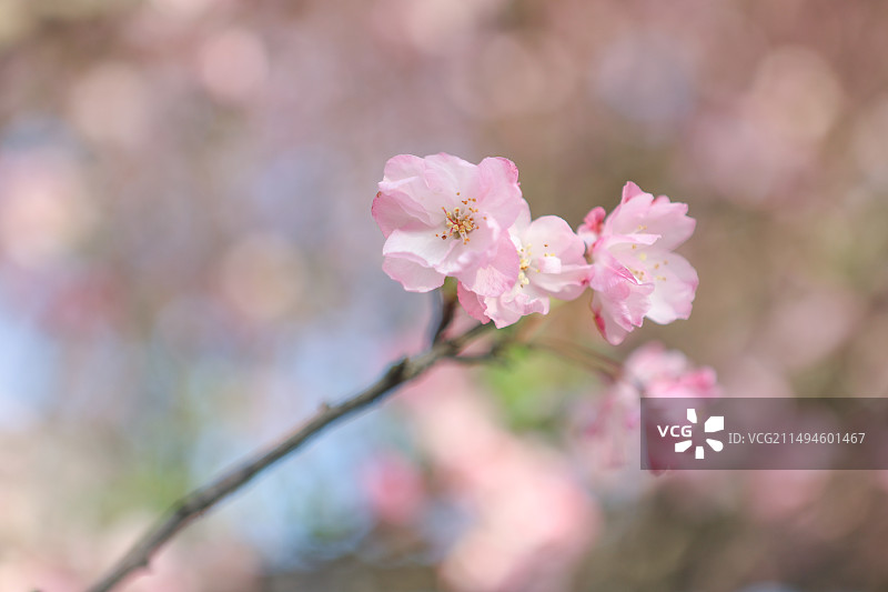 沙湾公园海棠盛开图片素材