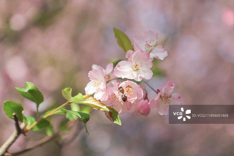 沙湾公园海棠盛开图片素材