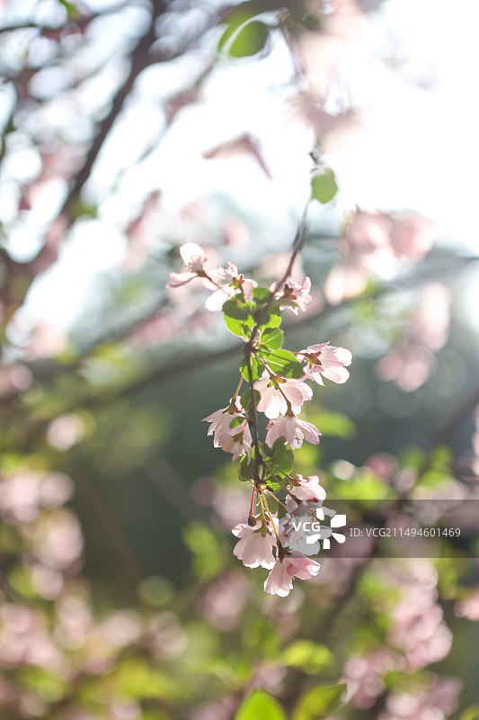 沙湾公园海棠盛开图片素材