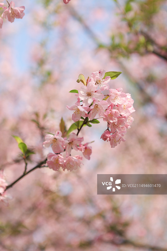 沙湾公园海棠盛开图片素材