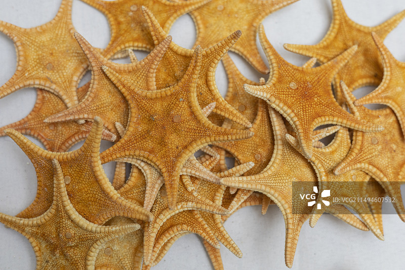 海星标本图片素材