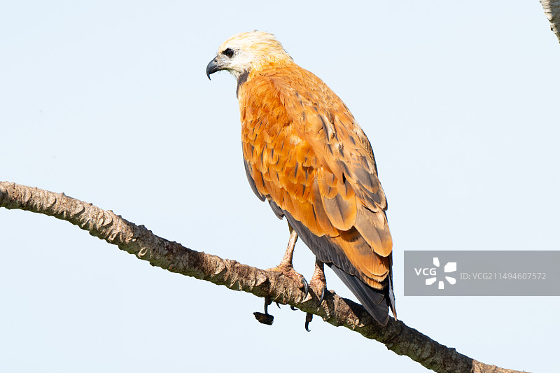 潘塔纳尔湿地中的 黑领鹰（学名：Busarellus nigricollis ）是鹰科鹰属的一种猛禽图片素材