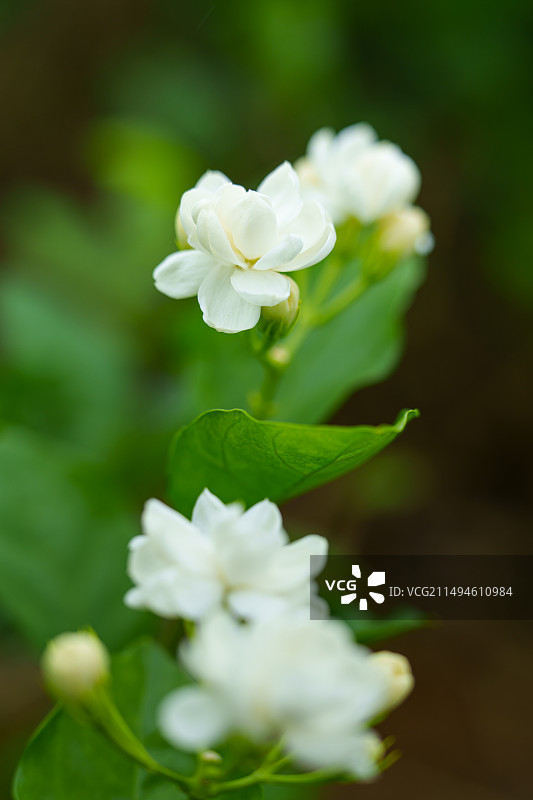 盛开的茉莉花图片素材