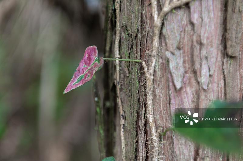 树干上的心形叶片特写镜头    五加科常春藤属植物图片素材