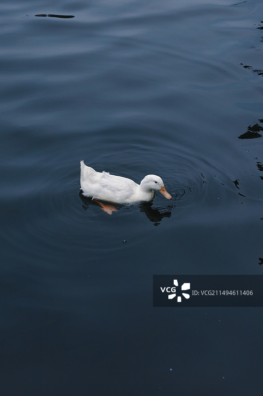 白毛鸭图片素材