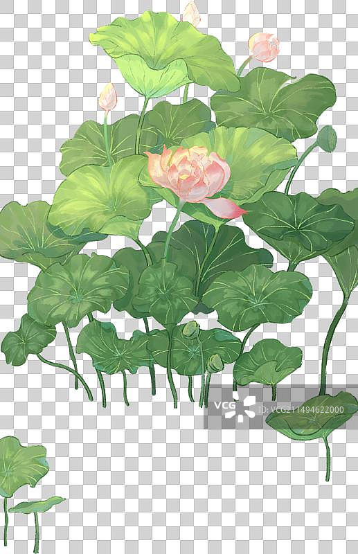荷花插画夏天图片素材