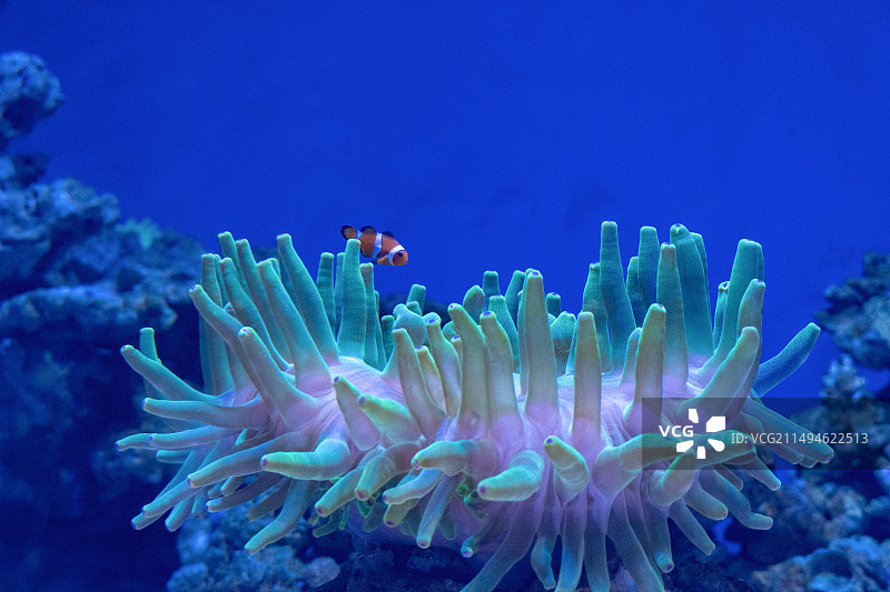 珊瑚和小丑鱼图片素材