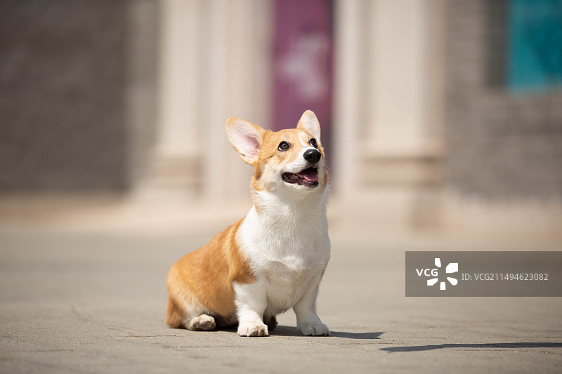 柯基户外开心的运动图片素材