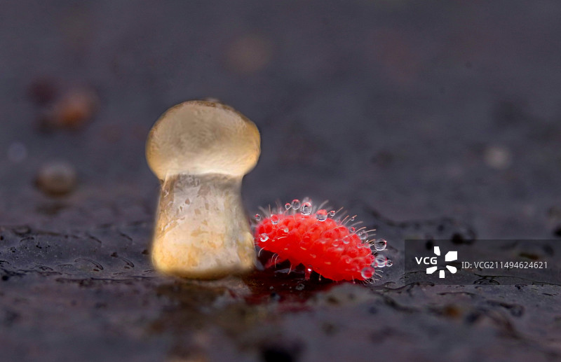 森林里的小精灵图片素材