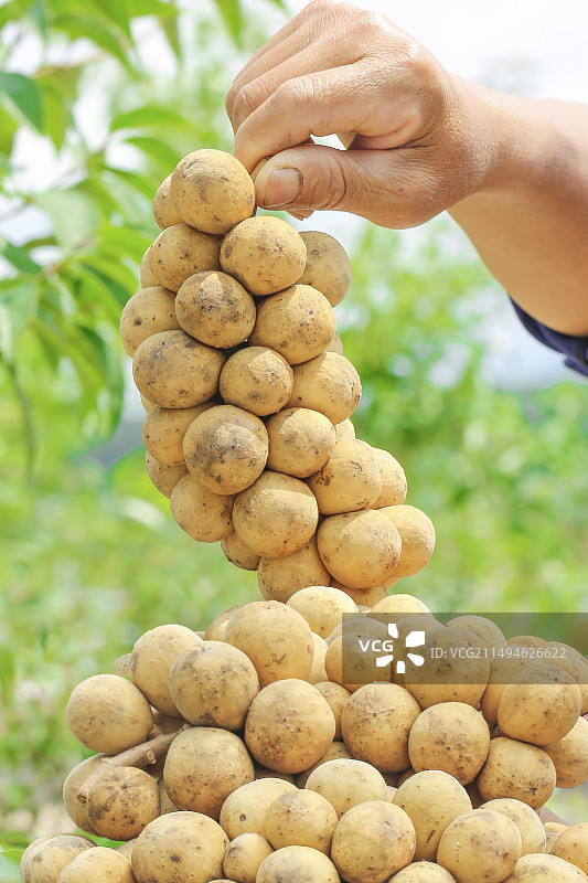 龙宫果图片素材