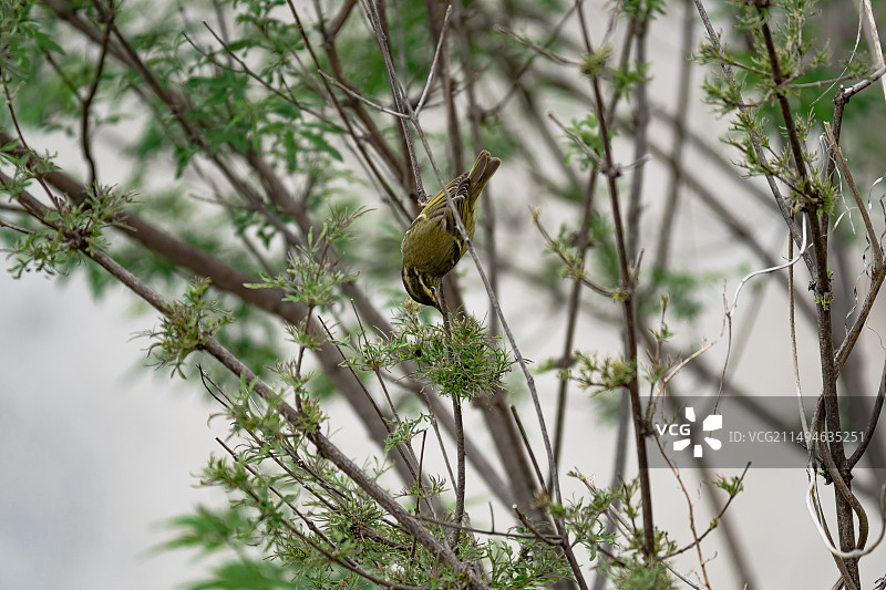 沁阳太行山神农山老龙沟风景区云南柳莺小鸟栖息枝头特写图片素材