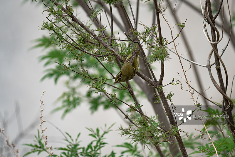 沁阳太行山神农山老龙沟风景区云南柳莺小鸟栖息枝头特写图片素材
