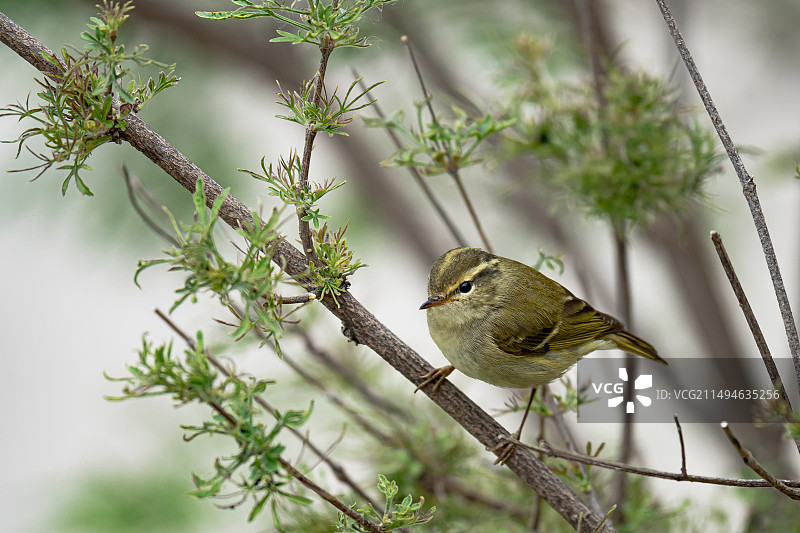 沁阳太行山神农山老龙沟风景区云南柳莺小鸟栖息枝头特写图片素材