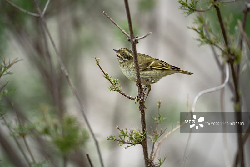 沁阳太行山神农山老龙沟风景区云南柳莺小鸟栖息枝头特写图片素材