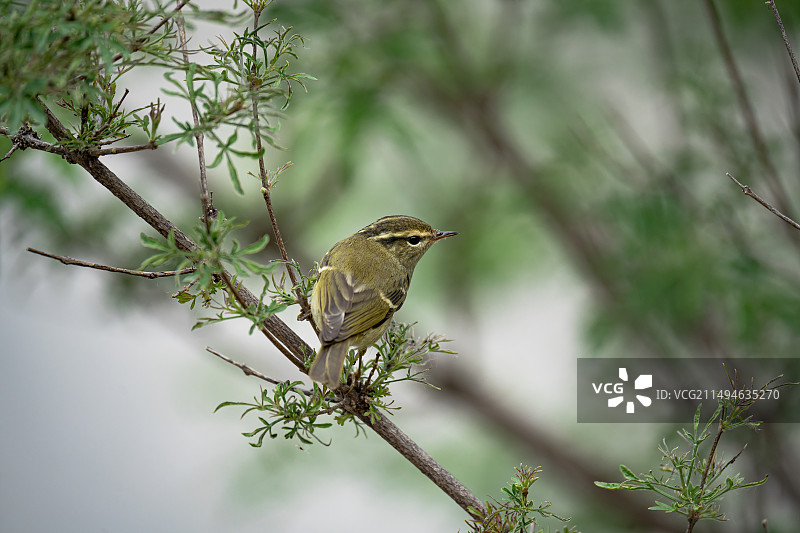 沁阳太行山神农山老龙沟风景区云南柳莺小鸟栖息枝头特写图片素材