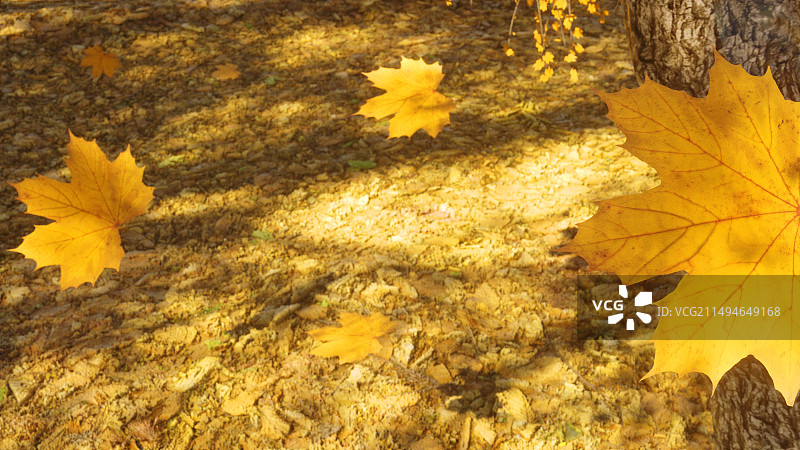 秋天枫叶落叶插画图片素材