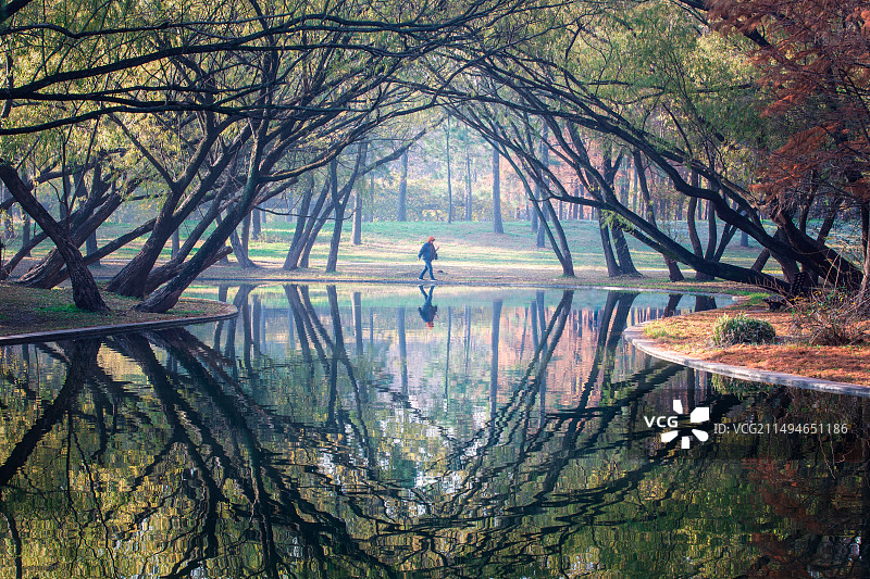 冬季上海共青森林公园如油画般的清晨图片素材