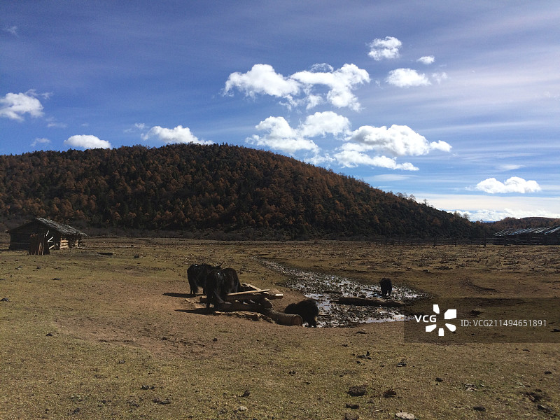 香格里拉蓝月山谷的黑牦牛图片素材