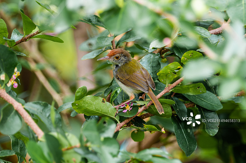长尾缝叶莺的特写镜头图片素材