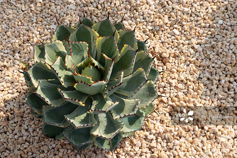 吉祥冠锦龙舌兰沙生植物多肉图片素材