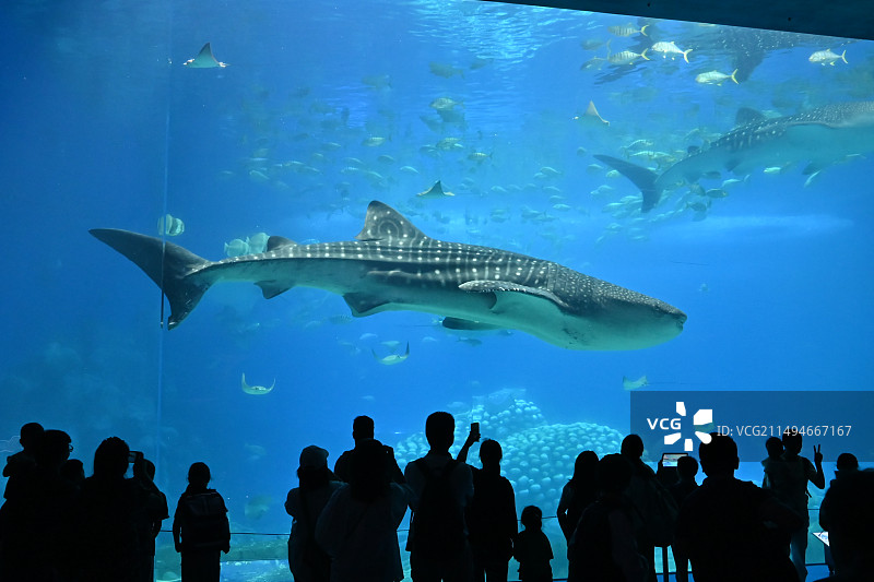 珠海长隆海洋王国的虎鲸图片素材