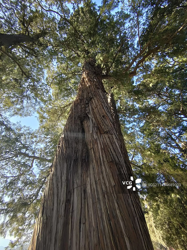 北京颐和园巨大的参天的古木图片素材