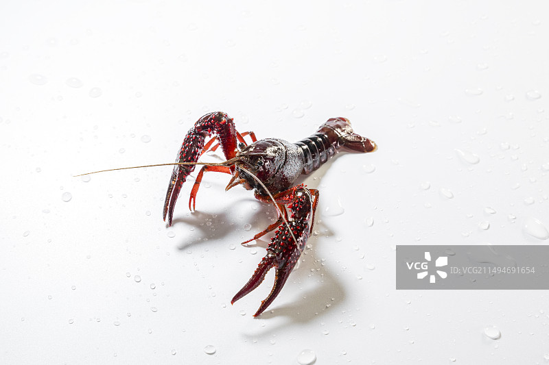 白色背景下各种形态的小龙虾特写镜头图片素材